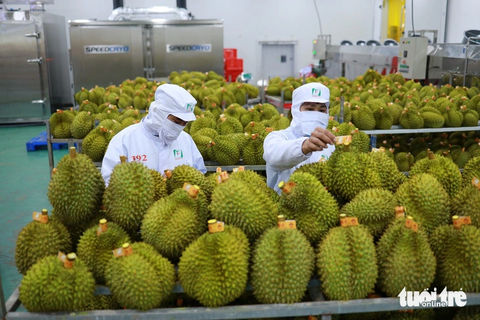 Sầu riêng là một trong những mặt hàng nông sản xuất khẩu tăng mạnh sang Trung Quốc - Ảnh: T.VY Sầu riêng là một trong những mặt hàng nông sản xuất khẩu tăng mạnh sang Trung Quốc - Ảnh: T.VY