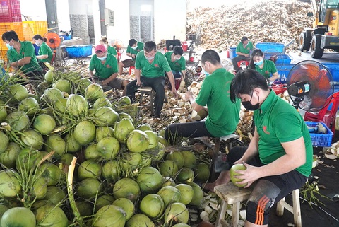 Sơ chế xuất khẩu dừa tươi sang nhiều thị trường như Mỹ, Nhật Bản, Hàn Quốc - Ảnh: MẬU TRƯỜNG Sơ chế xuất khẩu dừa tươi sang nhiều thị trường như Mỹ, Nhật Bản, Hàn Quốc - Ảnh: MẬU TRƯỜNG