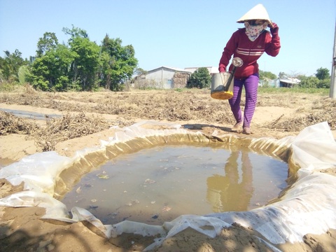 Các địa phương hạ nguồn sông Tiền lên phương án ứng phó xâm nhập mặn - Ảnh 1. Dự báo tình trạng xâm nhập mặn mùa khô 2023-2024 sẽ diễn ra sớm và kéo dài, ngay từ bây giờ hai tỉnh vùng sông Tiền là Tiền Giang và Bến Tre đã lên phương án ứng phó. Trong ảnh: Mùa khô 2015-2016, người dân Bến Tre trồng dưa hấu phải trữ nước trong những hố cát được lót bằng bạt ni lông và tưới cầm chừng vì thiếu nước - Ảnh: MẬU TRƯỜNG