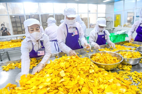 Công nhân sơ chế và đóng gói mít sấy xuất khẩu tại Công ty cổ phần Vinamit, thị xã Bến Cát, tỉnh Bình Dương - Ảnh: QUANG ĐỊNH Công nhân sơ chế và đóng gói mít sấy xuất khẩu tại Công ty cổ phần Vinamit, thị xã Bến Cát, tỉnh Bình Dương - Ảnh: QUANG ĐỊNH