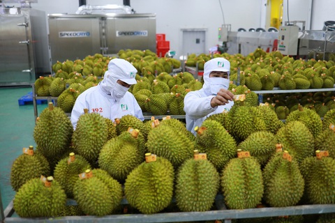 Sầu riêng là một trong những mặt hàng nông sản xuất khẩu tăng mạnh sang Trung Quốc - Ảnh: T.VY Sầu riêng là một trong những mặt hàng nông sản xuất khẩu tăng mạnh sang Trung Quốc - Ảnh: T.VY
