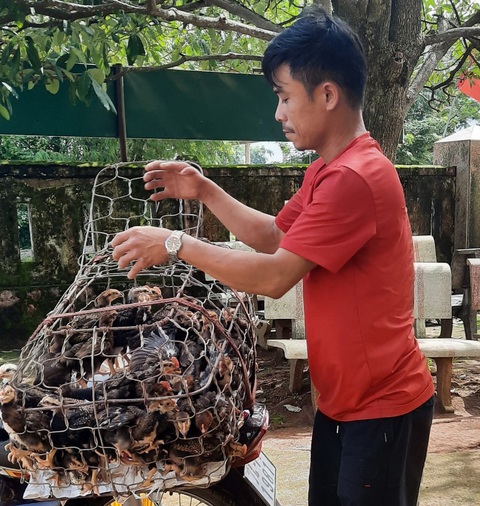 Hỗ trợ phụ nữ làm nông làm chủ kỹ thuật chăn nuôi - Ảnh 4. Nông dân xã Vĩnh Thái, huyện Vĩnh Linh, Quảng Trị đã được nhận lứa gà đầu tiên từ chương trình Tiếp sức nhà nông để phát triển chăn nuôi, cải thiện kinh tế - Ảnh: Q.NAM