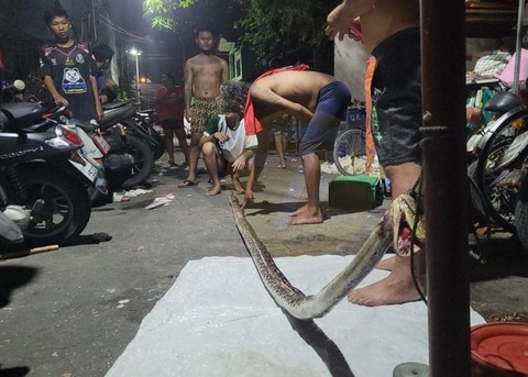 Đang tè bậy, người đàn ông bị trăn khổng lồ 'phạt' - Ảnh 2. Đang tè bậy, người đàn ông bị trăn khổng lồ 'phạt' - Ảnh 2.