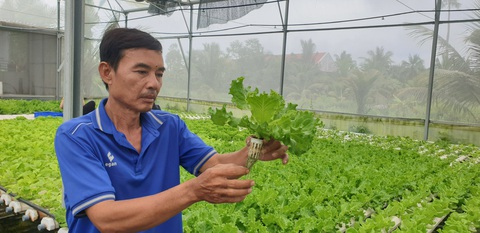 Trồng rau sạch ở đô thị miền Tây, thu hơn 100 triệu/tháng- Ảnh 1. Ông Phạm Văn Biển, TP Cà Mau (tỉnh Cà Mau) kiểm tra vườn rau thủy canh - Ảnh: THANH HUYỀN