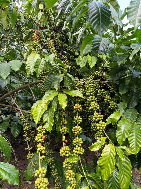 “Cho mùa bội thu” nhờ sử dụng phân bón hợp lý - Ảnh 3. “Cho mùa bội thu” nhờ sử dụng phân bón hợp lý - Ảnh 3.