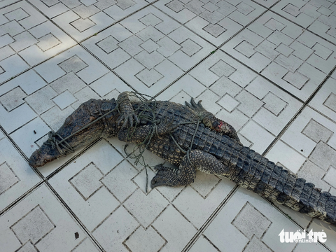 Bắt thêm một con cá sấu sổng chuồng ra ngoài hồ nước công viên ở Kiên Giang - Ảnh 1. Con cá sấu sổng chuồng ra ngoài hồ nước công viên được lực lượng chức năng địa phương và người dân bắt được hôm nay - Ảnh: CHÍ CÔNG