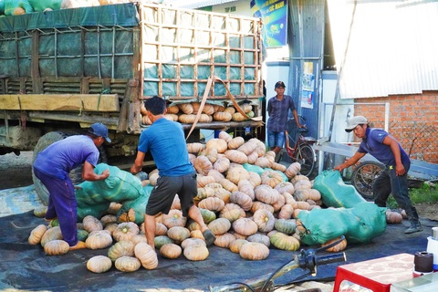 Hàng ngàn tấn bí đỏ còn tồn đọng khiến cuộc sống người nông dân trở nên khó khăn - Ảnh: TRẦN HOÀI Hàng ngàn tấn bí đỏ còn tồn đọng khiến cuộc sống người nông dân trở nên khó khăn