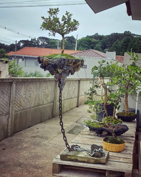 Ảnh vui 1-12: Mắt không thấy, tai không nghe, miệng vẫn ăn- Ảnh 4. Ông nào luyện cái cây biết bay hay vậy?!