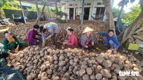 Củ sắn rớt giá còn 2.000 đồng/kg, nông dân neo tại ruộng chưa chịu bán- Ảnh 1. Củ sắn tại Bến Tre đang được thương lái thu mua tại ruộng khoảng 2.000 - 3.000 đồng/kg - Ảnh: MẬU TRƯỜNG