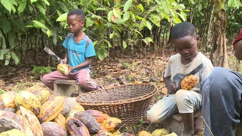 Hãng bánh kẹo lớn của Mỹ bị lên án vì sử dụng lao động trẻ em- Ảnh 1. Trẻ em ở Ghana đang thu hoạch ca cao - Ảnh: CBS NEWS