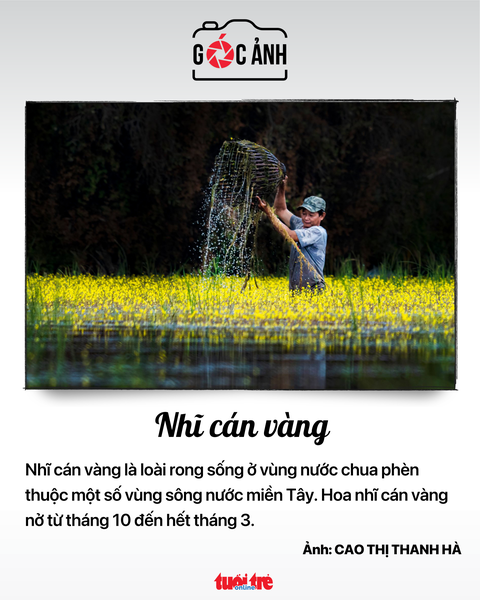 Nhĩ cán vàng - Ảnh: CAO THỊ THANH HÀ Nhĩ cán vàng - Ảnh: CAO THỊ THANH HÀ