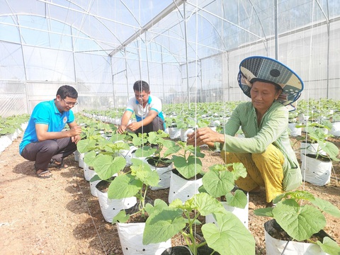 Bình Phước tất bật chuẩn bị nông sản phục vụ cho thị trường Tết- Ảnh 2. Bình Phước tất bật chuẩn bị nông sản phục vụ cho thị trường Tết- Ảnh 2.