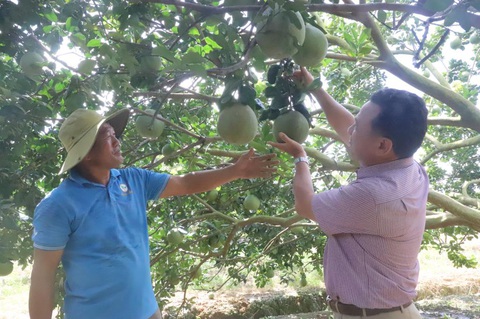 Bình Phước tất bật chuẩn bị nông sản phục vụ cho thị trường Tết- Ảnh 3. Bình Phước tất bật chuẩn bị nông sản phục vụ cho thị trường Tết- Ảnh 3.