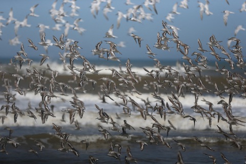 Một đàn chim hoang dã ở bang Rio Grande do Sul của Brazil - Ảnh: REUTERS Một đàn chim hoang dã ở bang Rio Grande do Sul của Brazil - Ảnh: REUTERS