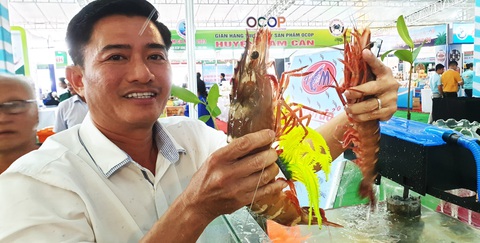 Trưng bày tôm sú cả chục triệu đồng tại festival tôm- Ảnh 4. Mỗi cặp tôm sú bố mẹ nặng hơn 1kg và có giá 12-20 triệu đồng - Ảnh: THANH HUYỀN