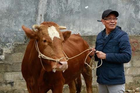 MC Lại Văn Sâm lúng túng nhận thử thách mang bò ra chợ bán- Ảnh 3. MC Lại Văn Sâm hài hước tự gọi mình