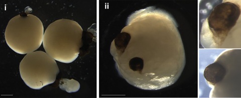 Các cơ quan não với cốc thị giác ở ngày phát triển thứ 60. - Ảnh: CELL STEM Các cơ quan não với cốc thị giác ở ngày phát triển thứ 60. - Ảnh: CELL STEM