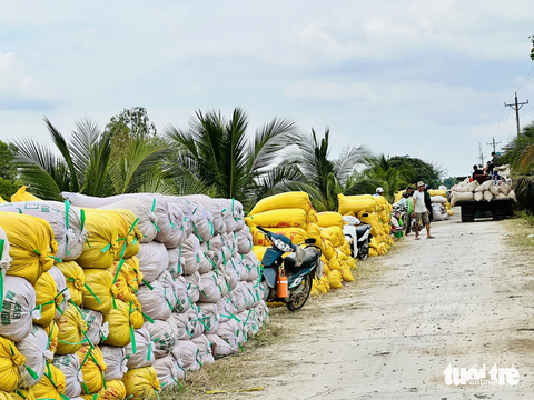 Giá tăng cao, nông dân Đồng Tháp nhộn nhịp mua bán lúa thu đông- Ảnh 1. Tuyến đường hơn 2km thuộc xã Phú Cường, huyện Tam Nông, tỉnh Đồng Tháp chất đầy lúa dọc bờ kênh chờ cân cho thương lái - Ảnh: ĐẶNG TUYẾT