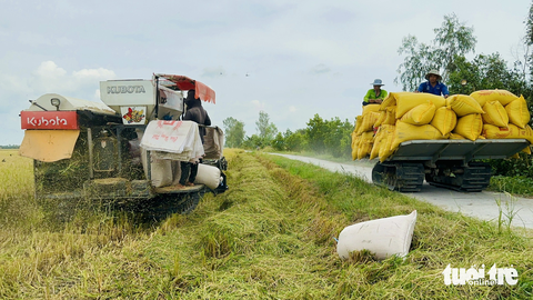 Giá tăng cao, nông dân Đồng Tháp nhộn nhịp mua bán lúa thu đông- Ảnh 2. Trên cánh đồng, máy cắt vừa xong thì máy kéo đã vận chuyển lúa đi - Ảnh: ĐẶNG TUYẾT
