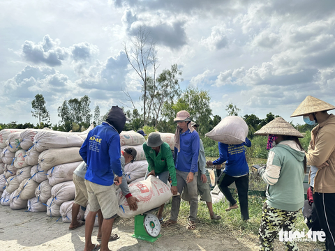 Giá tăng cao, nông dân Đồng Tháp nhộn nhịp mua bán lúa thu đông- Ảnh 4. Lúa được cân ngay sau khi vừa cắt xong khiến nông dân vui mừng, không còn cảnh nằm chờ thấp thỏm như những năm trước - Ảnh: ĐẶNG TUYẾT