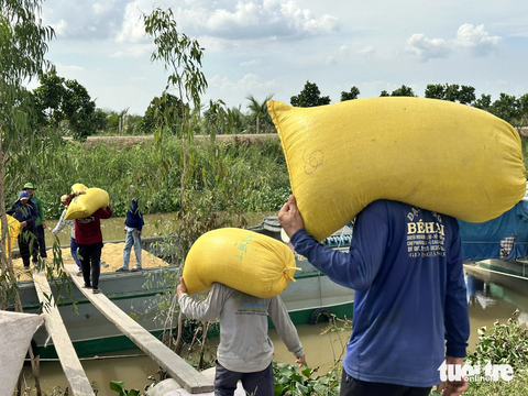Giá tăng cao, nông dân Đồng Tháp nhộn nhịp mua bán lúa thu đông- Ảnh 5. Từng đoàn nhân công chuyên bốc vác lúa xuống ghe nhanh chóng - Ảnh: ĐẶNG TUYẾT