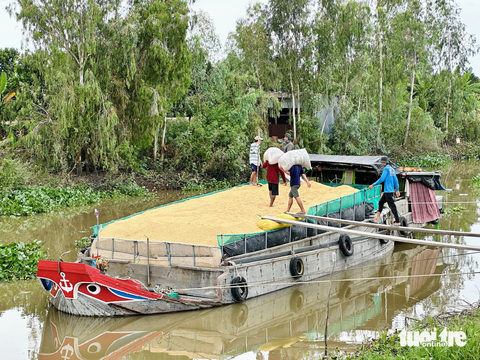 Giá tăng cao, nông dân Đồng Tháp nhộn nhịp mua bán lúa thu đông- Ảnh 6. Chỉ trong một buổi sáng, hàng chục chiếc ghe đầy ắp lúa sẽ được chuyển ngay về nhà máy - Ảnh: ĐẶNG TUYẾT