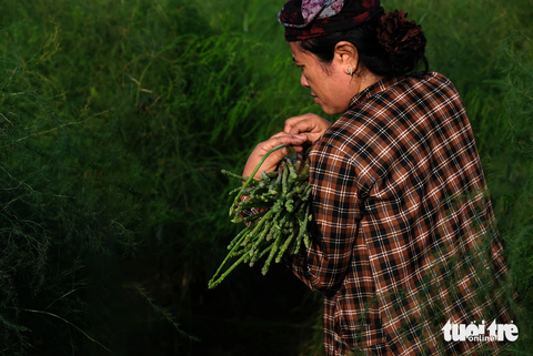 Tiểu sa mạc của người Chăm đổi màu xanh nhờ ‘rau vua’- Ảnh 1. Người Chăm ở thôn Tuấn Tú thu hoạch măng tây - Ảnh: M.V.