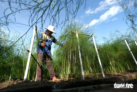 Tiểu sa mạc của người Chăm đổi màu xanh nhờ ‘rau vua’- Ảnh 2. Vườn măng tây xanh ngát trên vùng đất vốn chỉ toàn cát trắng - Ảnh: M.V.
