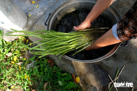 Tiểu sa mạc của người Chăm đổi màu xanh nhờ ‘rau vua’- Ảnh 3. Sau khi thu hoạch, người dân rửa 3 lần nước sạch trước khi mang đi bán cho hợp tác xã - Ảnh: M.V.