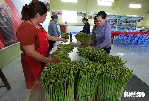 Tiểu sa mạc của người Chăm đổi màu xanh nhờ ‘rau vua’- Ảnh 5. Măng tây của người Chăm được sơ chế ngay từ khi rời vườn, nên khi hợp tác xã thu vào là chuyển đến siêu thị luôn - Ảnh: M.V.