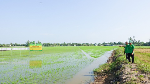 Ngân hàng Thế giới cam kết hỗ trợ thực hiện đề án 1 triệu ha lúa chất lượng cao- Ảnh 3. Cánh đồng tham gia đề án 1 triệu ha lúa chất lượng cao tại tỉnh Hậu Giang - Ảnh: CHÍ CÔNG