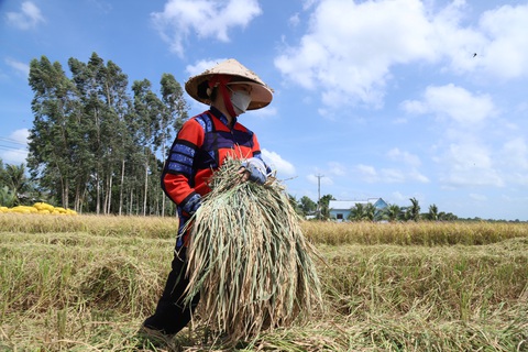 Vì sao di dân nhiều nhưng lao động ở lại Đồng bằng sông Cửu Long vẫn thất nghiệp?- Ảnh 2. Dù rất nhiều lao động đã đi đến các vùng khác, nhưng lực lượng lao động còn lại ở ĐBSCL vẫn thất nghiệp đang là một trong những vấn đề được nêu ra tại báo cáo kinh tế thường niên năm 2023 - Ảnh: CHÍ QUỐC