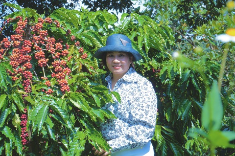 3 sản phẩm điều Bình Phước đạt OCOP 5 sao- Ảnh 3. Bà Nguyễn Thị Mỵ tại vùng trồng café dưới tán cây điều - ẢNH: NVCC