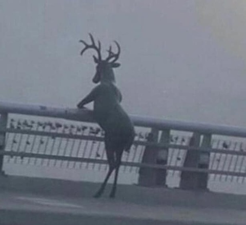 Ảnh vui 13-12: Hóa ra ô mai là 'oh tomorrow'- Ảnh 5. Chán, qua tuần lại phải theo ông già Noel đi phát quà.
