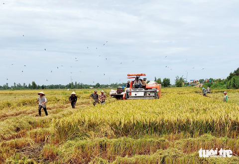 Cần phát triển giống lúa chất lượng và thương hiệu gạo chung của Việt Nam- Ảnh 2. Nông dân ở khu vực Đồng bằng sông Cửu Long nhộn nhịp thu hoạch lúa - Ảnh: CHÍ CÔNG