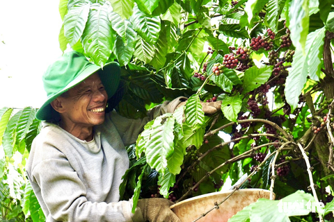 Nông dân vui mừng vì cà phê được mùa, giá đang cao nên rất chú tâm trong việc thu hái cà phê quả chín, đảm bảo chất lượng - Ảnh: THẾ THẾ Nông dân vui mừng vì cà phê được mùa, giá đang cao, nên rất chú tâm trong việc thu hái cà phê quả chín, đảm bảo chất lượng - Ảnh: THẾ THẾ
