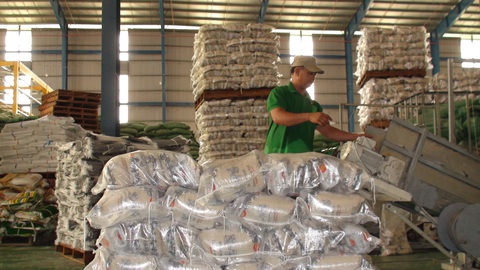 Xuất khẩu gạo thuận lợi nhưng cần nâng chất lượng- Ảnh 1. Đóng gói gạo xuất khẩu của doanh nghiệp tại tỉnh Đồng Tháp - Ảnh: ĐẶNG TUYẾT