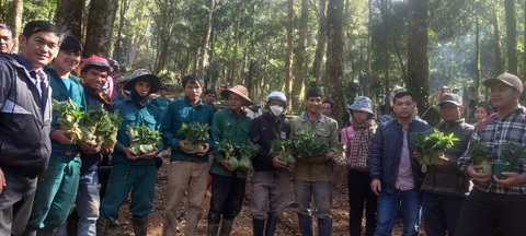 300 hộ nghèo hồ hởi trồng sâm Ngọc Linh của Thủ tướng tặng- Ảnh 1. UBND huyện Tu Mơ Rông (Kon Tum) tổ chức phân phát 12.000 cây giống sâm Ngọc Linh do Thủ tướng tặng - Ảnh: UBND Huyện Tu Mơ Rông