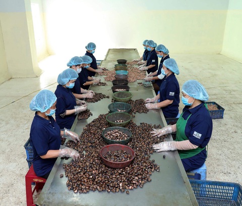 Tiềm năng nâng cao giá trị kinh tế của vỏ lụa hạt điều- Ảnh 1. Vỏ lụa hạt điều chưa được chế biến có giá trị kinh tế thấp