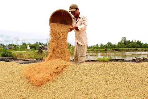 Gạo Việt đang ngày càng nâng tầm và tạo nên thương hiệu uy tín trên thế giới. Trong ảnh: mùa thu hoạch lúa tại tỉnh Bạc Liêu - Ảnh: CHÍ QUỐC Gạo Việt đang ngày càng nâng tầm và tạo nên thương hiệu uy tín trên thế giới. Trong ảnh: mùa thu hoạch lúa tại tỉnh Bạc Liêu - Ảnh: CHÍ QUỐC