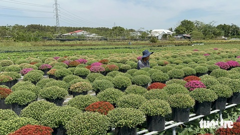 Cúc mâm xôi nhiều màu mới ở làng hoa Sa Đéc không đủ bán- Ảnh 2. Một số diện tích cúc mâm xôi nhiều màu khác đang được chăm sóc ra hoa đúng dịp Tết - Ảnh: ĐẶNG TUYẾT