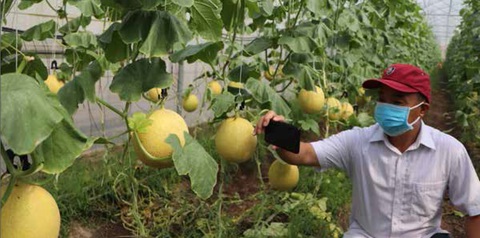 Trang trại ứng dụng công nghệ cao trồng dưa lưới trong nhà màng tại huyện Xuân Lộc - Ảnh: B.Nguyên Trang trại ứng dụng công nghệ cao trồng dưa lưới trong nhà màng tại huyện Xuân Lộc - Ảnh: B.Nguyên