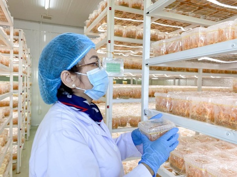 Đông trùng hạ thảo Cordysen do Sen Healthcare nuôi trồng Đông trùng hạ thảo Cordysen do Sen Healthcare nuôi trồng
