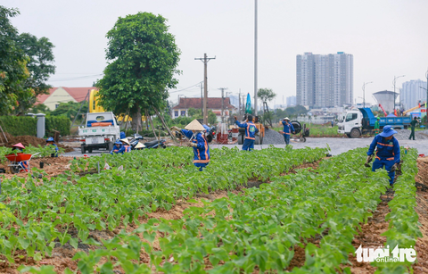 Hoa hướng dương dự kiến sẽ nở vào dịp năm mới 2024 - Ảnh: CHÂU TUẤN Một số hoa hướng dương sẽ nở vào dịp Giáng sinh, sau đó nở rộ vào Tết dương lịch và âm lịch - Ảnh: CHÂU TUẤN