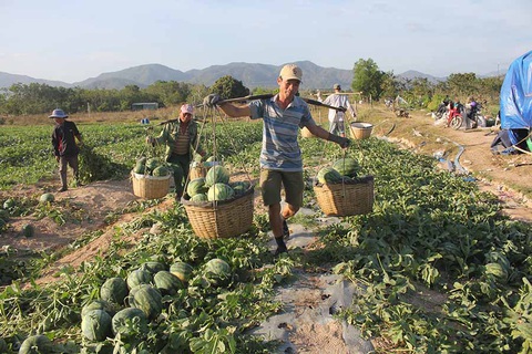 Dưa hấu được mùa, được giá, gia đình ông Đỗ Văn Trúc lãi hơn 100 triệu đồng/ha - Ảnh: BỒNG SƠN Dưa hấu được mùa, được giá, gia đình ông Đỗ Văn Trúc lãi hơn 100 triệu đồng/ha - Ảnh: BỒNG SƠN