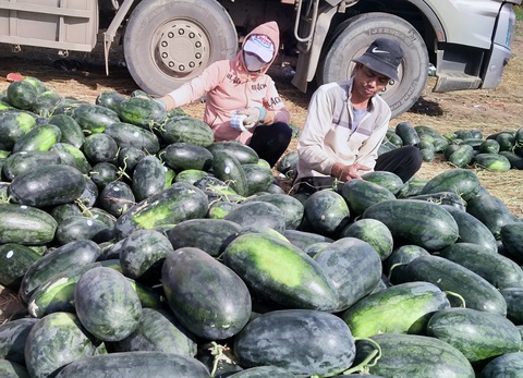 Thu hoạch dưa hấu tại làng Đút (xã Ia Lâu, huyện Chư Prông, tỉnh Gia Lai) - Ảnh: BỒNG SƠN Thu hoạch dưa hấu tại làng Đút (xã Ia Lâu, huyện Chư Prông, tỉnh Gia Lai) - Ảnh: BỒNG SƠN