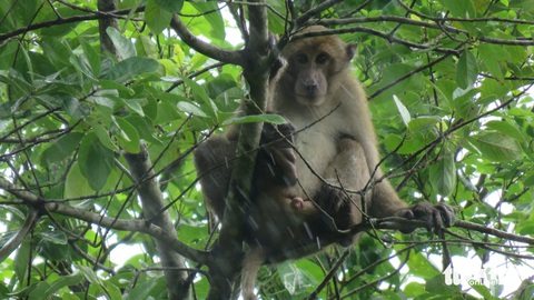 Phát hiện đàn voọc Hà Tĩnh quý hiếm ở núi đá vôi phía đông Quảng Trị- Ảnh 4. Khỉ Rhesus ghi nhận ở núi Một - Ảnh: LTA