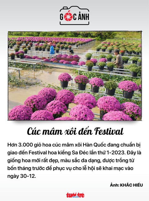 Cúc mâm xôi đến Festival - Ảnh KHẮC HIẾU Cúc mâm xôi đến Festival - Ảnh KHẮC HIẾU