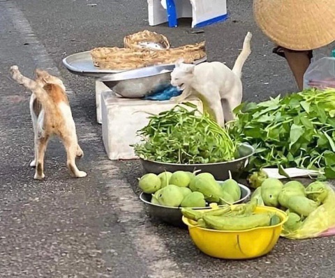 Ảnh vui 19-12: Hai cô vịt bị bắt vì... qua đường không đúng luật- Ảnh 4. Mua thì mua không mua thì... biến!