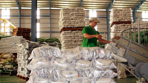 Đóng gói gạo xuất khẩu tại Đồng Tháp - Ảnh: ĐẶNG TUYẾT Đóng gói gạo xuất khẩu tại Đồng Tháp - Ảnh: ĐẶNG TUYẾT